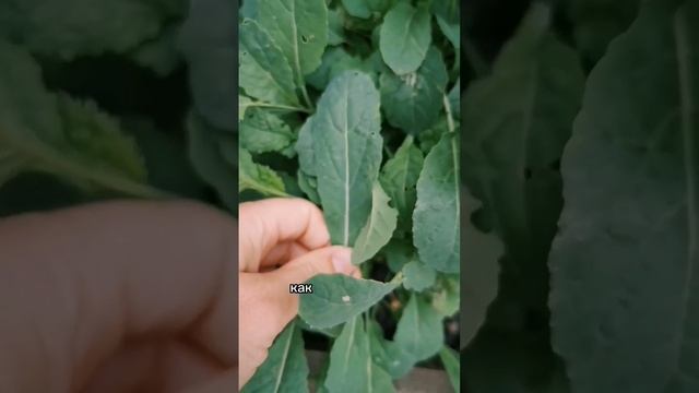 Чем полезна капуста кейл смотреть онлайн