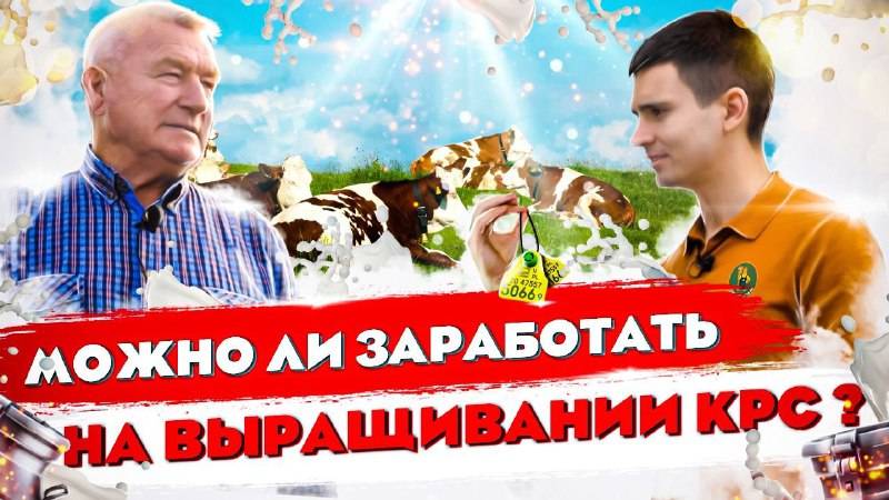 Смогли сохранить Колхоз! Можно ли зарабатывать на Выращивании КРС? ЗАО Победенское; Калининград смотреть онлайн