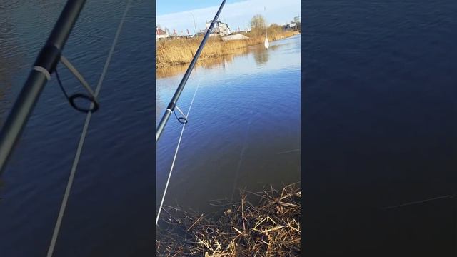 Уклейка на бомбарду. Дальний заброс в выход стаи и всё! смотреть онлайн