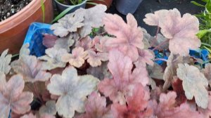 Гейхеры, обзор, сорта.