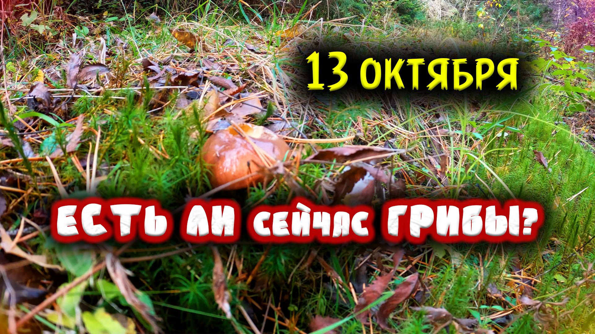 ЕСТЬ ЛИ СЕЙЧАС ГРИБЫ ? смотреть онлайн