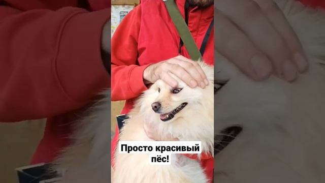 пёс смотреть онлайн