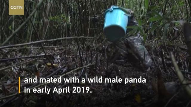 Captive giant panda delivers twins after mating in wild in SW China смотреть онлайн