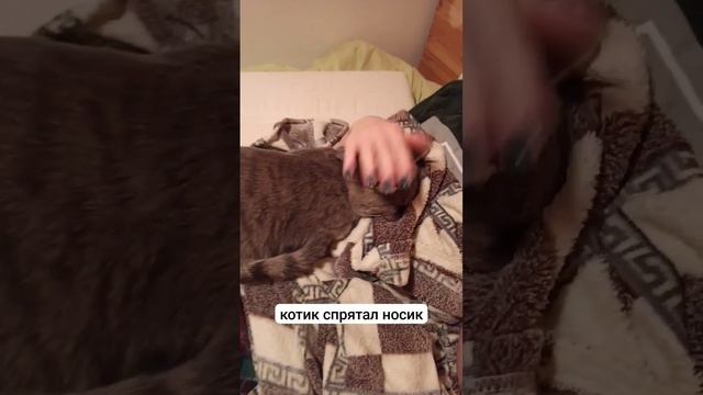 Котик спрятал нос смотреть онлайн