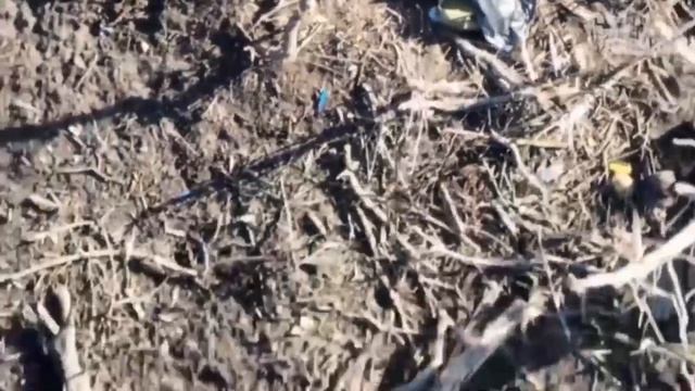 ⚡️СВО 18+ Дикие кабанчики искали жёлуди, устали и решили отдохнуть смотреть онлайн