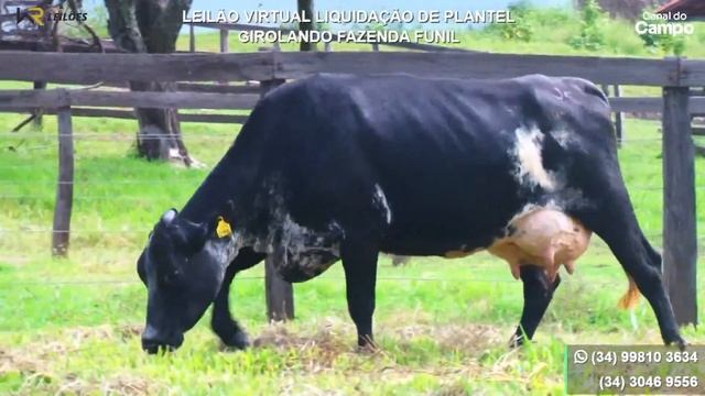 🔴🎥 LEILÃO VIRTUAL LIQUIDAÇÃO DE PLANTEL GIROLANDO FAZENDA FUNIL 📆 06/04 ⏰ 14 H смотреть онлайн