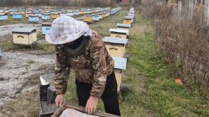 500+ Осенняя замена маток + об уникальных экспериментах.