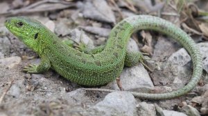 Жизнь ящериц онлайн