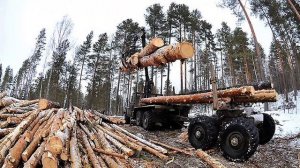 Как бесплатно получить 150 кубов леса на постройку дома - в России - абсолютно любому гражданину...