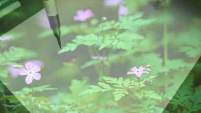 Японская каллиграфия | Japanese Calligraphy