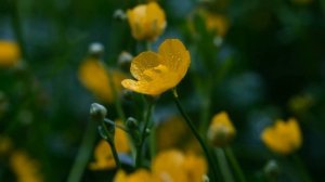 Соната Доминико Скарлатти | Красивая Классическая Музыка