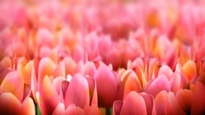 Футаж Тюльпаны