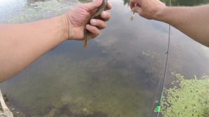 Kaida Legend обзор и тест бюджетного спиннинга 198 cм, 1-7 гр. Ультралайт спиннинг, Уводь, Иваново.