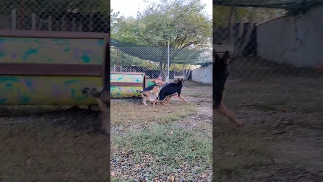 Занятия по социализации щенков