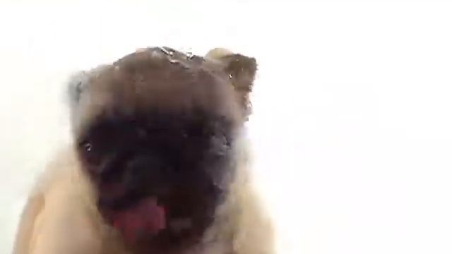 Puppy window cleaning services смотреть онлайн