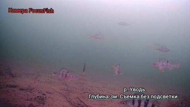 пробные съёмки камерой FocusFish.