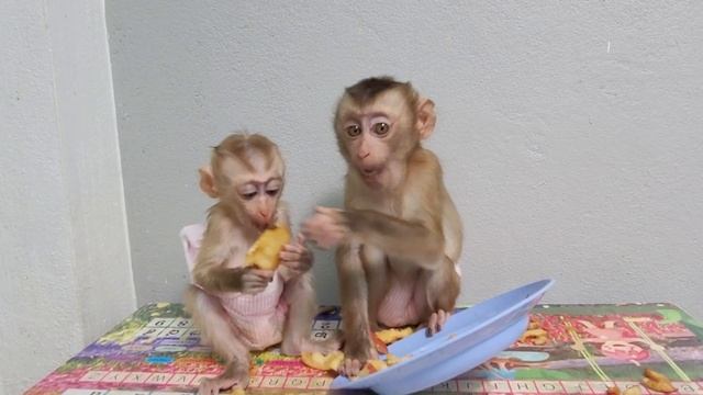 Apparently, the two monkeys ate a plate of apples смотреть онлайн