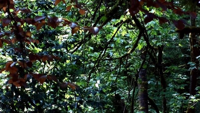 Raspberry Pi HQ Camera, Nikkor lens смотреть онлайн
