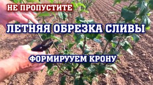НЕ ОПОЗДАЙТЕ!!! Летняя обрезка СЛИВЫ ⧸продолжаем  формировать крону