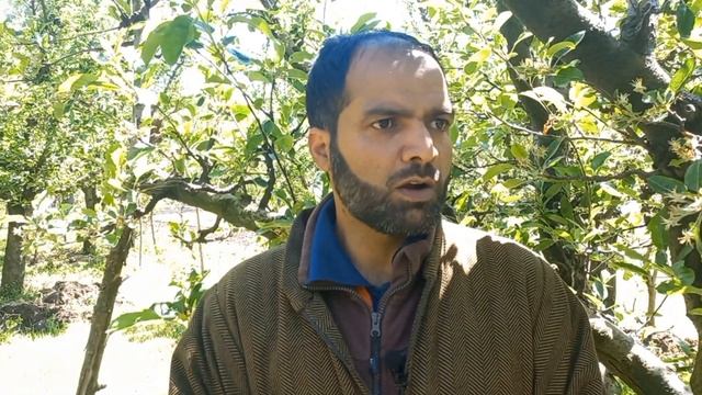 fake PGR spray ka side effect on apple trees || apple orchards of Kashmir expert Shabir Ahmad смотреть онлайн