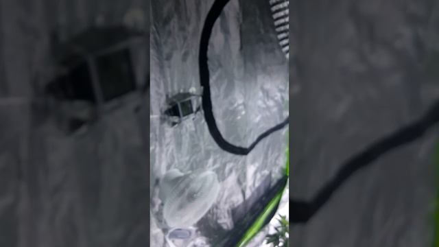 My 4x4 Marijuana Grow Tent смотреть онлайн