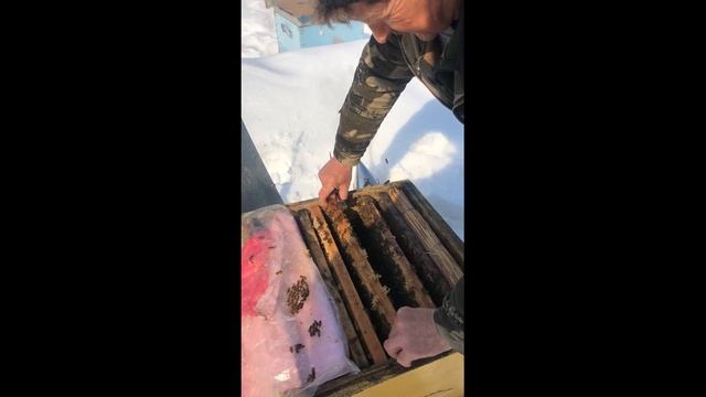 500+ Метод сверхранней выставки и состояние расплода спустя 20 и 30 дней. смотреть онлайн