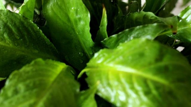 Спатифиллум или Женское счастье пересадка и уход в домашних условиях смотреть онлайн