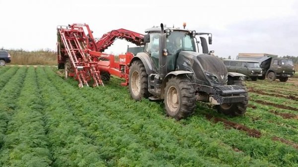 DokaGene Уборка моркови комбайнами DeWulf и Asalift.