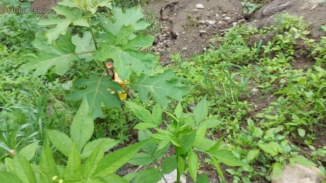 COMPILATION OF DUMP TRUCKS AND JEEP CARS Plunging INTO A VERY DEEP AFFAIR || TRUCK CAR смотреть онлайн