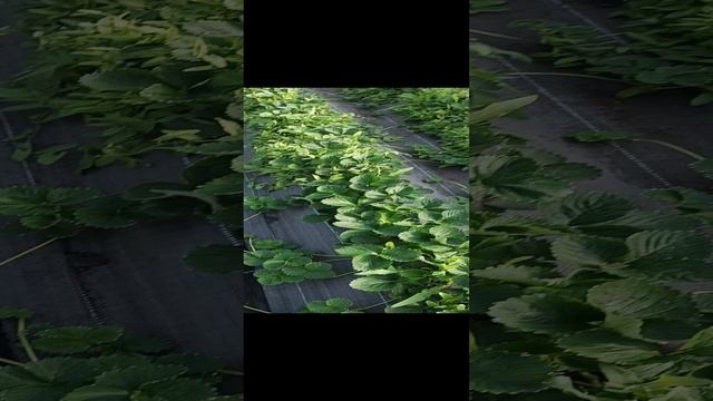 первая ягода 🍓🍓🍓 смотреть онлайн