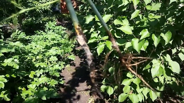 #37.Тля На Корнях растений