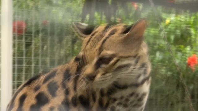 Costa Rica Margay смотреть онлайн