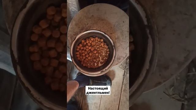 Собака джентльмен смотреть онлайн