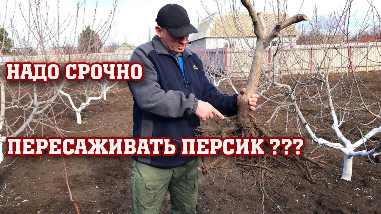 Надо СРОЧНО пересаживать ПЕРСИК？？？ (1) смотреть онлайн