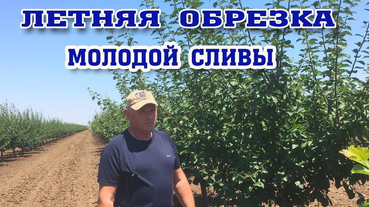 ЛЕТНЯЯ ОБРЕЗКА молодой СЛИВЫ смотреть онлайн