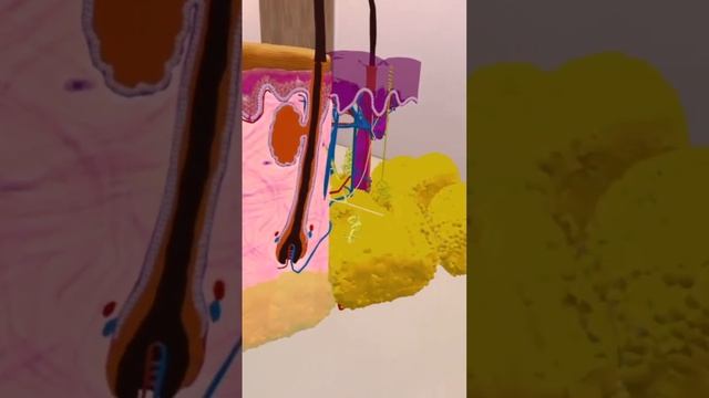 Анатомия кожи #virtualreality смотреть онлайн