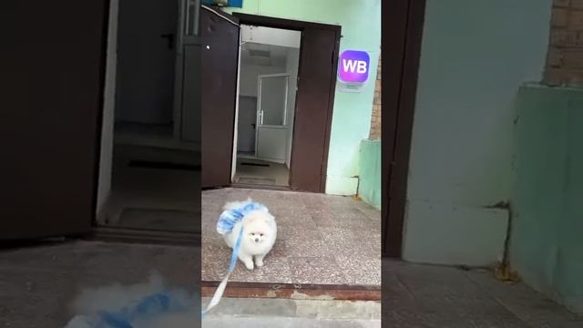 как в 2024 определить пол собакена смотреть онлайн