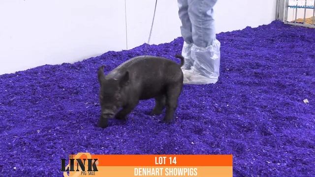 Lot 14 The Link Sale 23 February 2024 02 06 09 PM смотреть онлайн