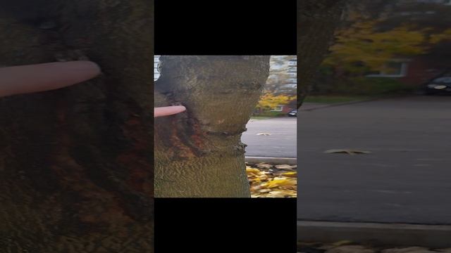 Как правильно удалить второй ствол? смотреть онлайн