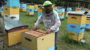 500+ Объединяем пчёл. Делаем медовики.
