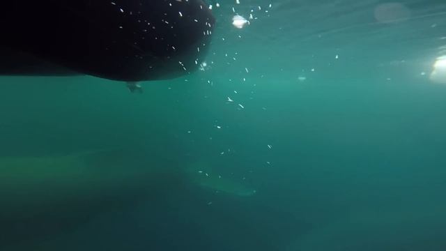 Antarctica March 2016. What it's really like to go there. смотреть онлайн