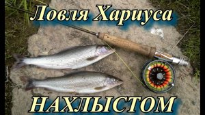 Ловля хариуса нахлыстом