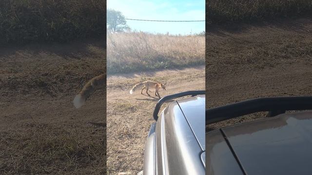 Гадкий лис. ч. 3