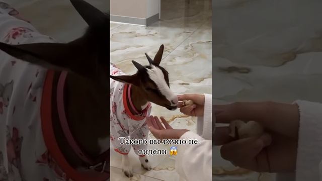 Оксана Самойлова научила козу давать копыто смотреть онлайн