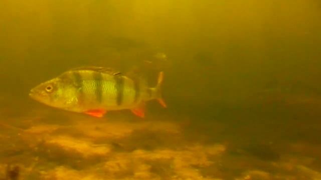 О чем молчат рыбы. 7 Крупный окунь на Волге