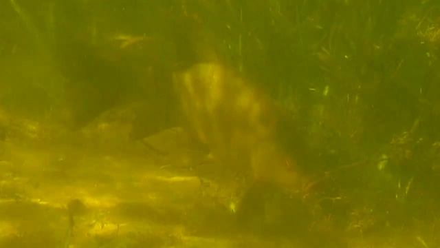 О чём молчат рыбы. Выпуск 27