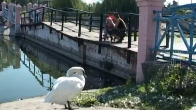 Большие достижения мини-зоопарка смотреть онлайн