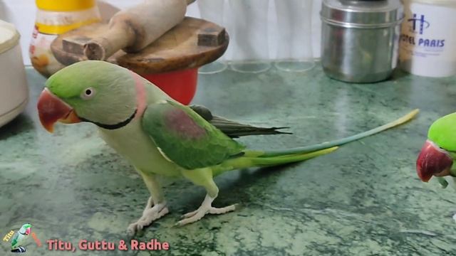 Mitthu Mummy Roti de do - parrot demand Apple de do mummy смотреть онлайн