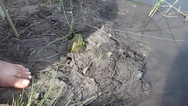 Лягушка и рыба смотреть онлайн