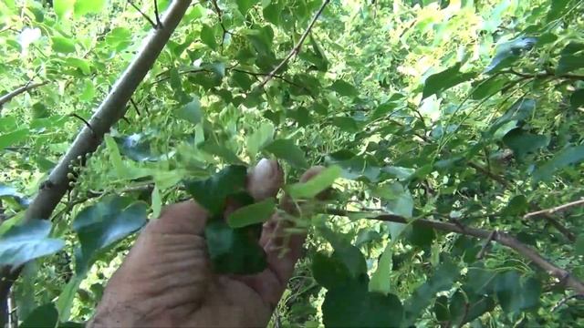 500+ Поход в сопки. Обзор липы. Часть 1 смотреть онлайн